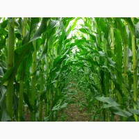 Семена гибридов кукурузы импортного производства