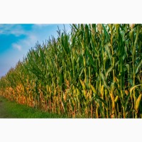 Семена гибридов кукурузы импортного производства