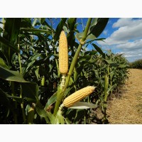 Семена гибридов подсолнечника и кукурузы