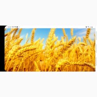 Реализация пшеница озимая продовольственная 3 и 4 класс 3000-4000 тонн