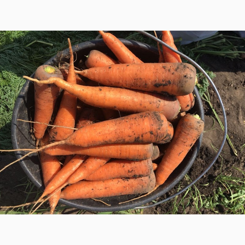 Фото 3. Морковь свежий урожай