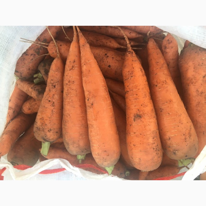 Фото 5. Морковь свежий урожай