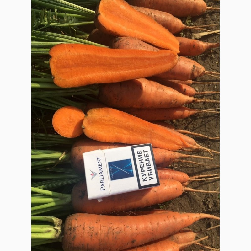 Фото 6. Морковь свежий урожай