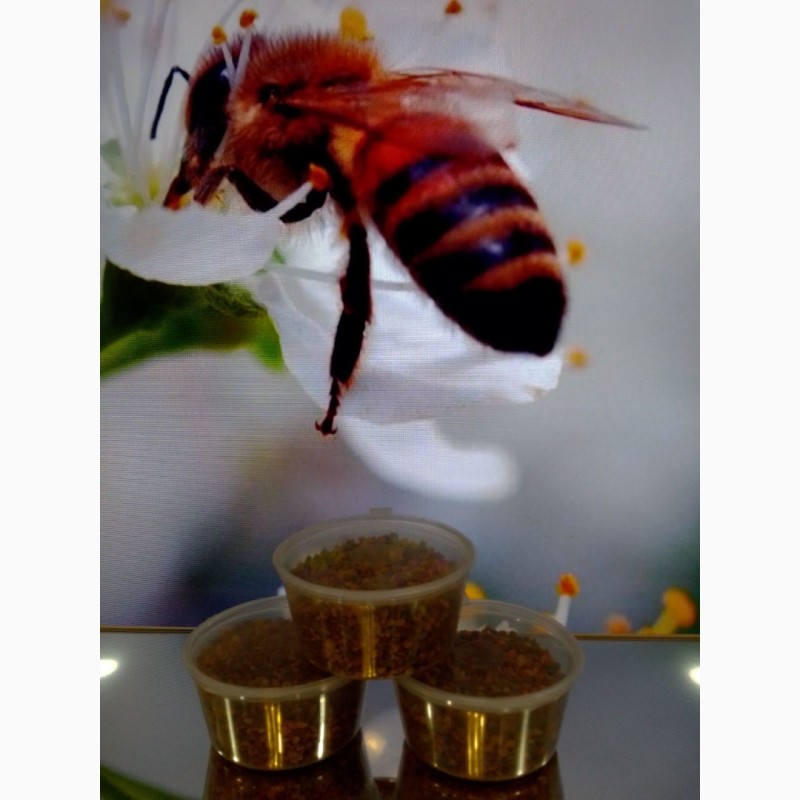 Фото 2. Мёд липово-цветочный, цветочная пыльца, перга