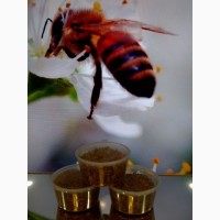 Мёд липово-цветочный, цветочная пыльца, перга