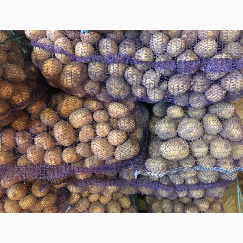 Фото 3. Продовольственный картофель, сорт Гала