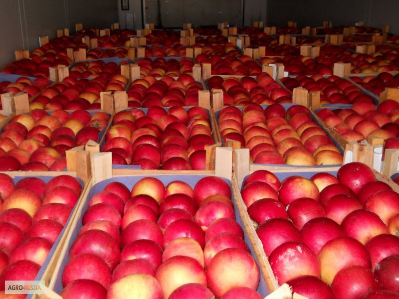 Продаю оптом яблоки сорта:Превосходный, Голден, Симиренко, Апорт и др —Agro-Russia