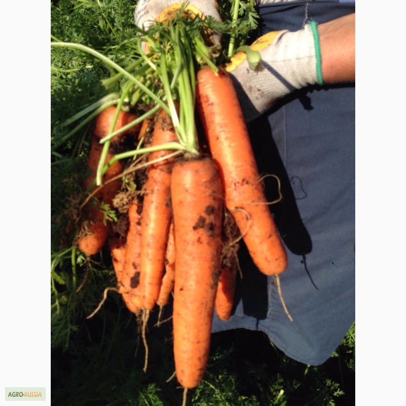 Фото 2. Продаем морковь, картофель от 20 до 5000 тонн