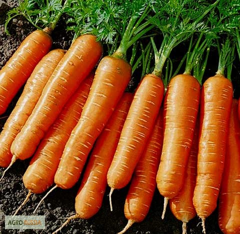 Фото 4. Продаем морковь, картофель от 20 до 5000 тонн