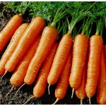 Продаем морковь, картофель от 20 до 5000 тонн
