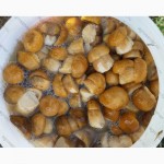 КЕДРО-ГРАНД» - оптовая продажа грибов, ягод, кедровой продукции, меда и трав