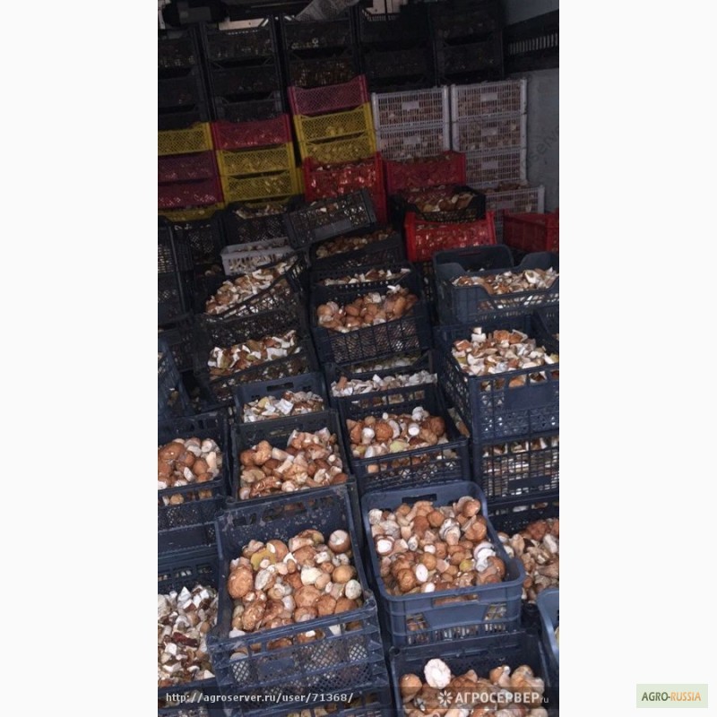 Фото 15. КЕДРО-ГРАНД» - оптовая продажа грибов, ягод, кедровой продукции, меда и трав