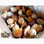 КЕДРО-ГРАНД» - оптовая продажа грибов, ягод, кедровой продукции, меда и трав
