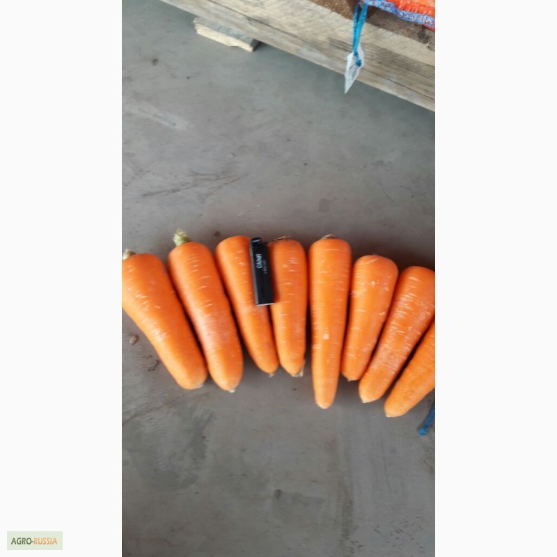 Фото 2. Реализуем морковь