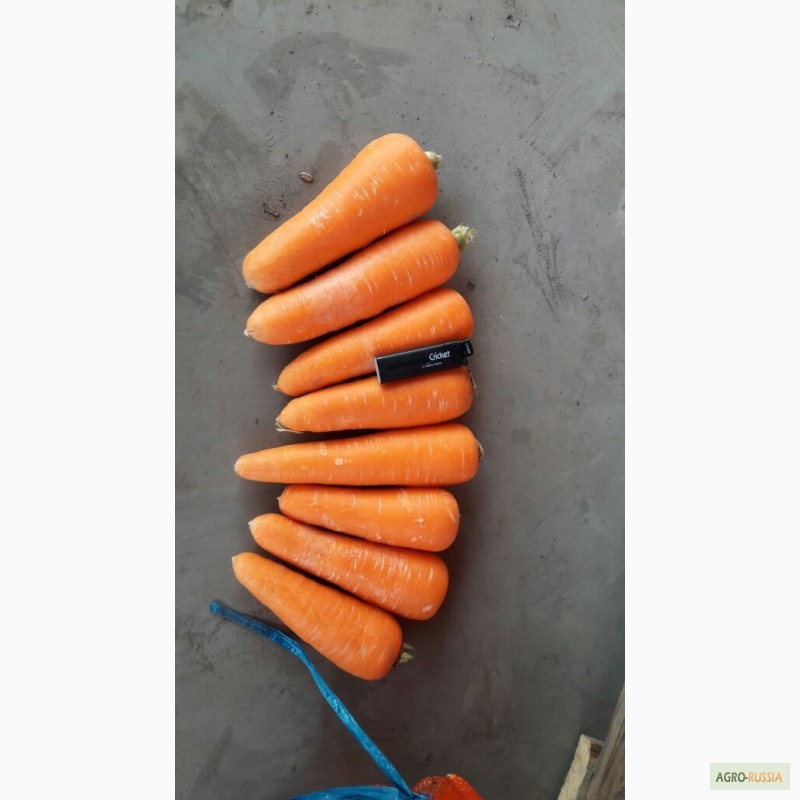 Фото 4. Реализуем морковь
