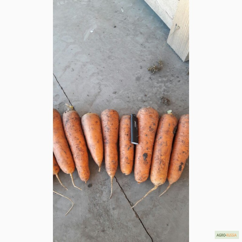 Фото 6. Реализуем морковь