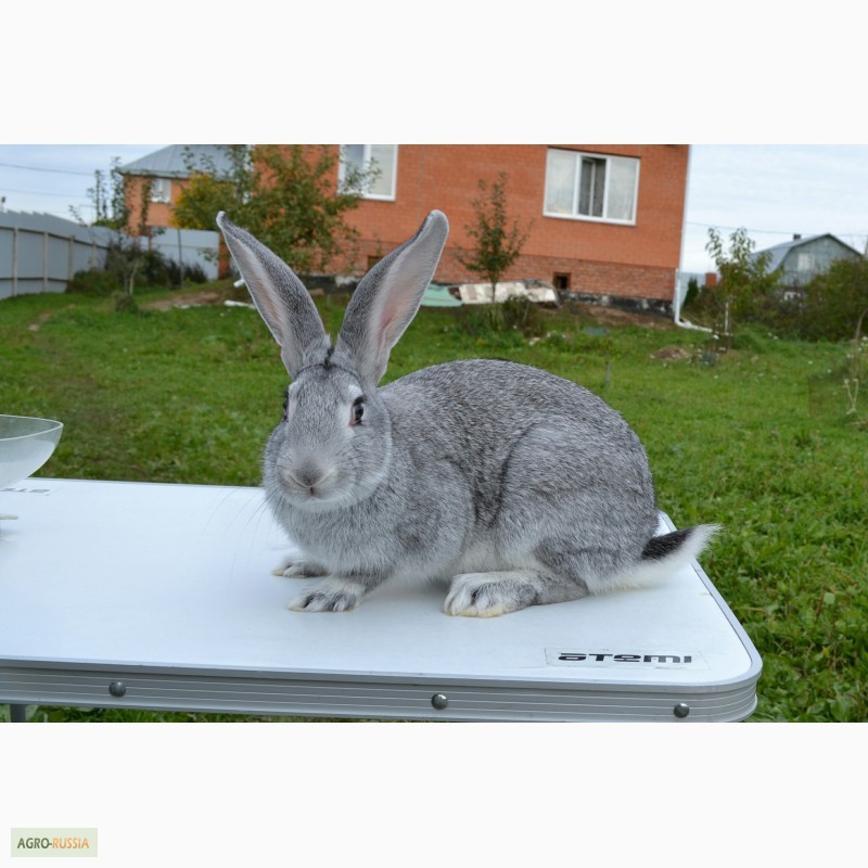 Фото 2. Кролики породы Советская Шиншилла