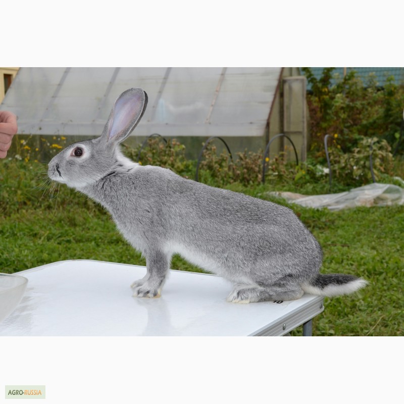 Фото 3. Кролики породы Советская Шиншилла