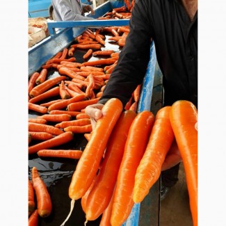 Морковь оптом из Ирана