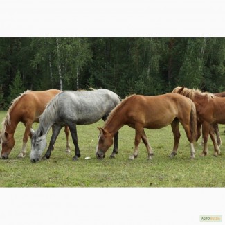 КФХ реализует здоровых лошадок разных пород