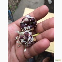 Продам семена воздушной луковицы (бульбочку), сорт Любаша