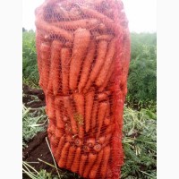 Морковь оптом стандарт РБ