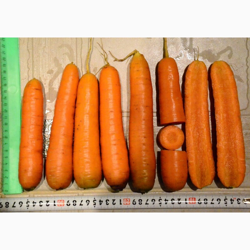 Фото 4. Морковь оптом стандарт РБ