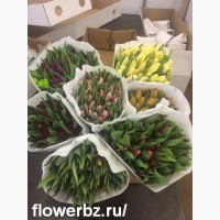 Тюльпаны оптом на 8 марта 2018 года