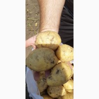Продаём картофель молодой оптом от фермера