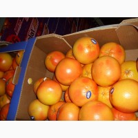 Продам грейпфрут сорта Дункан