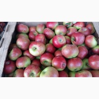 Яблоки Бородинка по цене от надежного производителя