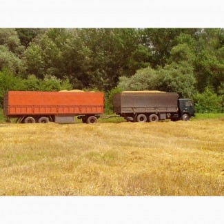 Перевозка зерна с поля
