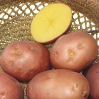 Картофель деревенский
