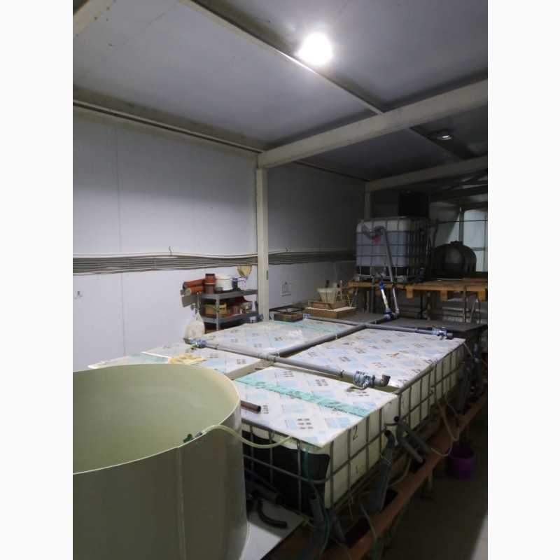 Фото 6. Продам Мальковую линию по выращиванию клариевого сома с инкубационным участком