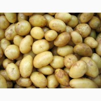 Семенной картофель, качество гарантируем
