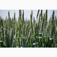 Семена озимой пшеницы «Алексеич» ОТ ПРОИЗВОДИТЕЛЯ