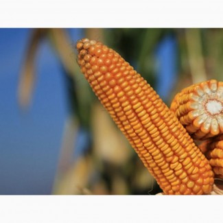 Семена кукурузы Феномен