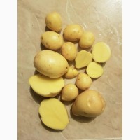Картофель оптом, Гала 5+ мытая, от производителя 30, 5р./кг