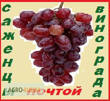 Высылаю -почтой во все города России 2- х летние саженцы винограда