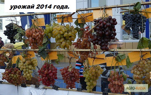 Фото 4. Высылаю -почтой во все города России 2- х летние саженцы винограда