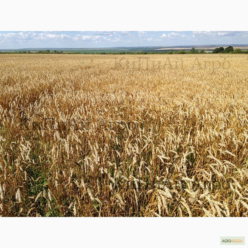 Фото 12. АГРОХолдинг реализует пшеницу 3 класса. КиПиАй Агро