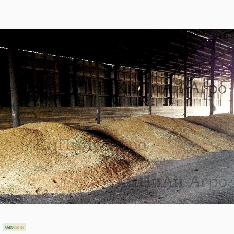 Фото 17. АГРОХолдинг реализует пшеницу 3 класса. КиПиАй Агро