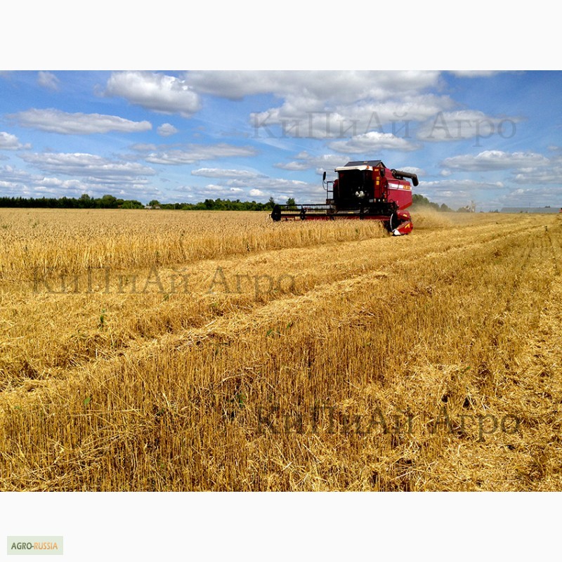 Фото 20. АГРОХолдинг реализует пшеницу 3 класса. КиПиАй Агро