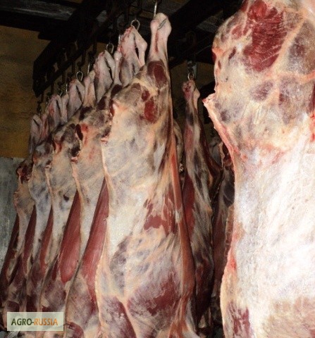 Фото 2. Мясо-говядина быки молодняк в полутушах