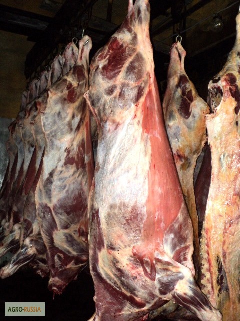 Фото 3. Мясо-говядина быки молодняк в полутушах