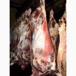 Мясо-говядина быки молодняк в полутушах