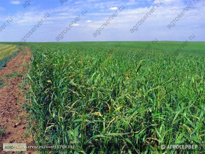 Фото 2. Продам Семена суданской травы Кинельская 100; Чимшинская ранняя