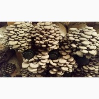 Продам свежие грибы вешенка оптом