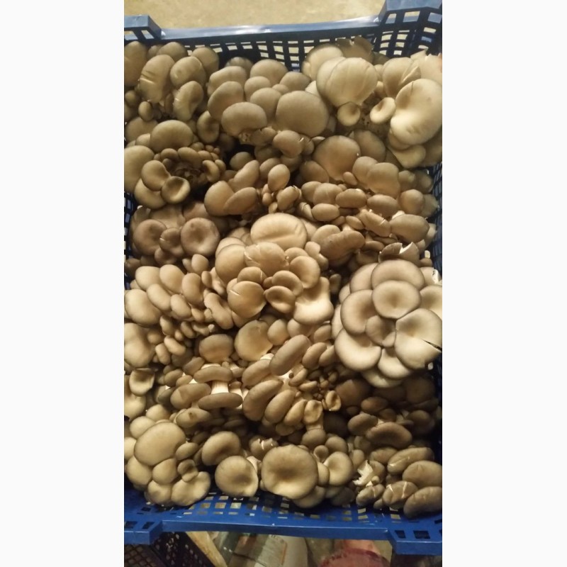 Фото 3. Продам свежие грибы вешенка оптом