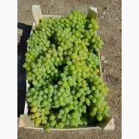 Продам виноград столовый, сорт Августин урожай 2018 г
